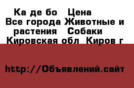 Ка де бо › Цена ­ 25 - Все города Животные и растения » Собаки   . Кировская обл.,Киров г.